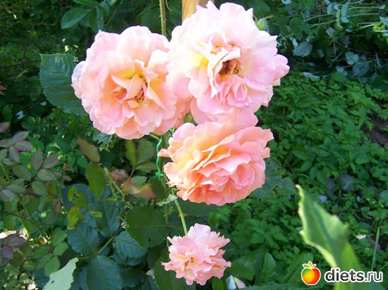 2 фото: Цветы в моем саду