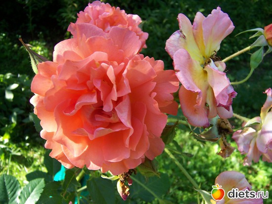 3 фото: Цветы в моем саду