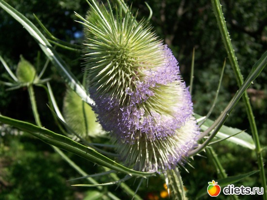 4 фото: Цветы в моем саду