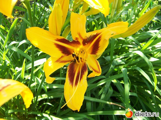 5 фото: Цветы в моем саду