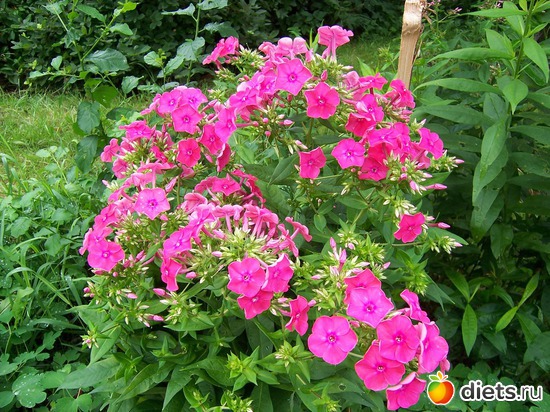 6 фото: Цветы в моем саду