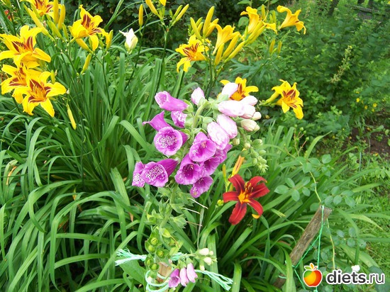 7 фото: Цветы в моем саду