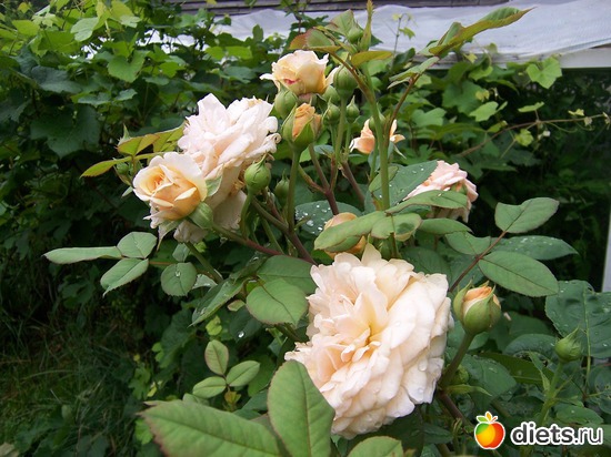 9 фото: Цветы в моем саду