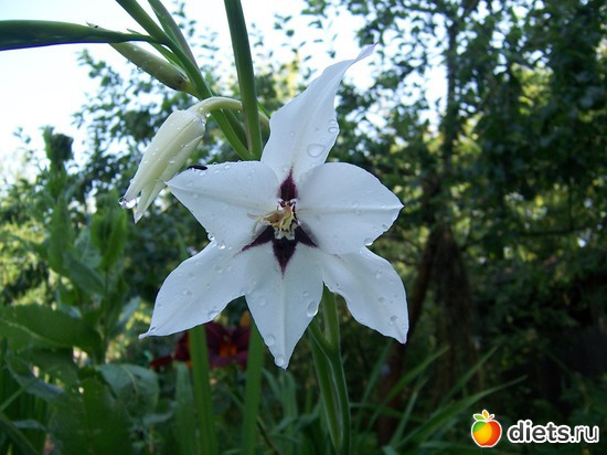 10 фото: Цветы в моем саду