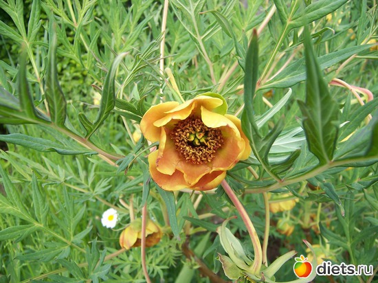 11 фото: Цветы в моем саду