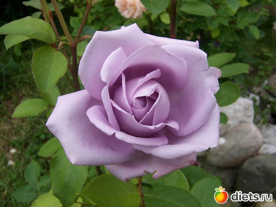 12 фото: Цветы в моем саду