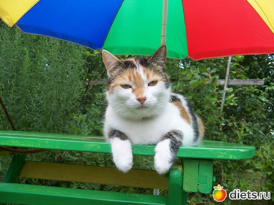 13 фото: Цветы в моем саду