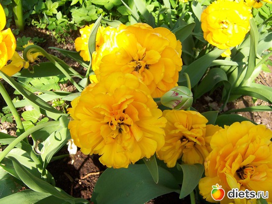 14 фото: Цветы в моем саду