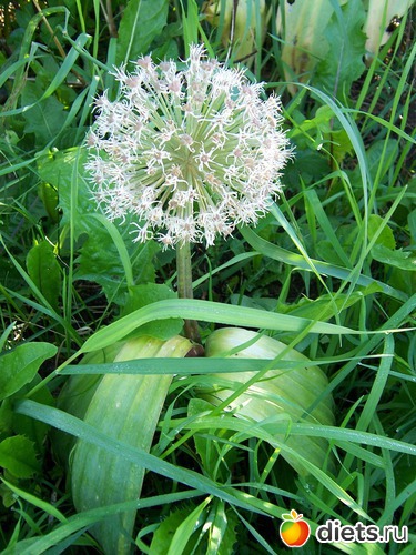 15 фото: Цветы в моем саду