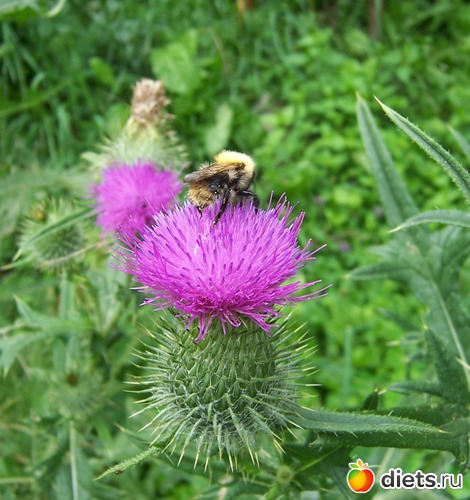 16 фото: Цветы в моем саду
