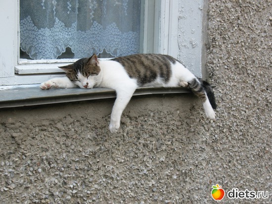 Соседский котэ, альбом: Мир, каким я его вижу