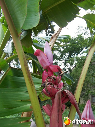 Банан, альбом: Тарту, лето 2010