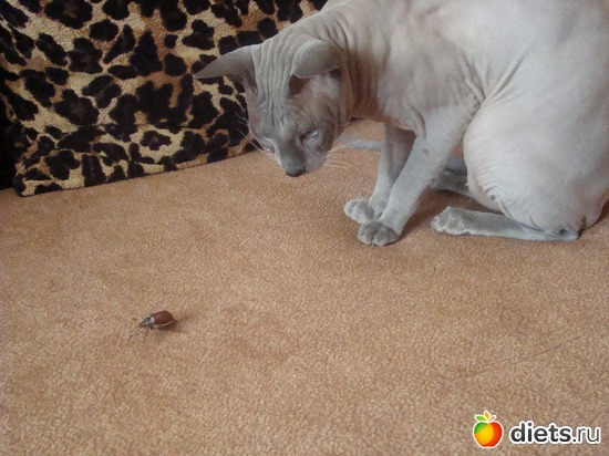 Ты кто?, альбом: Мой обжорка )))