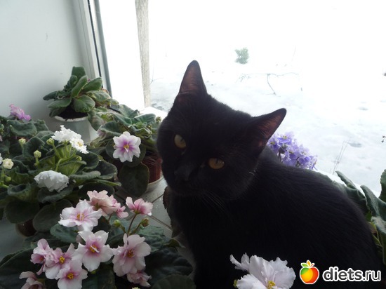 джой и фиалки 1, альбом: мой джой