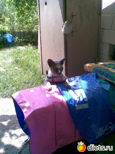 дачник, альбом: Мой обжорка )))