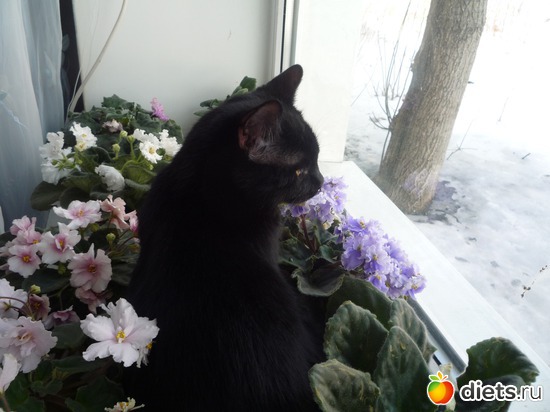 джой и фиалки 2, альбом: мой джой