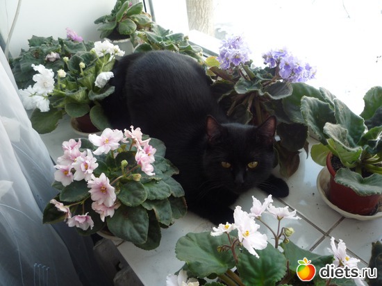 джой и фиалки, альбом: мой джой