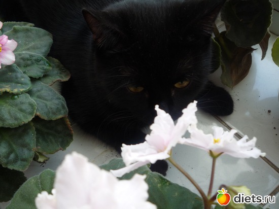 джой и фиалки, альбом: мой джой