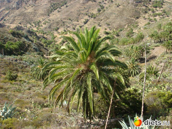 7 фото: Тенерифе