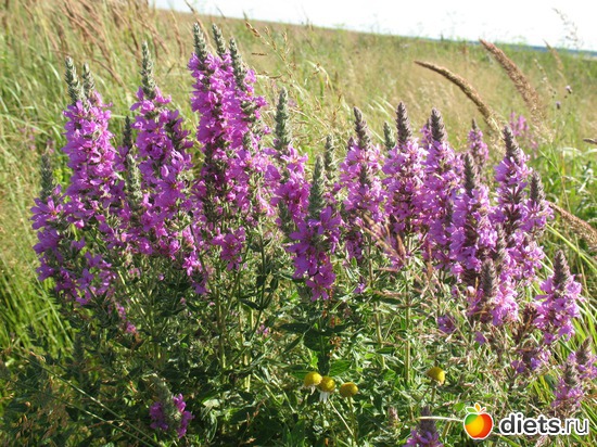 60 фото: Мир, каким я его вижу