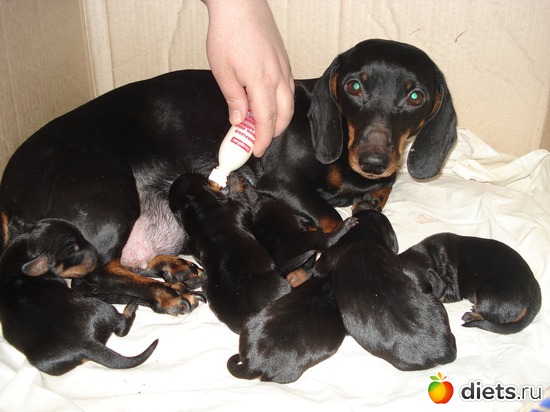 13 фото: Щеночки,детки таксы Аси.