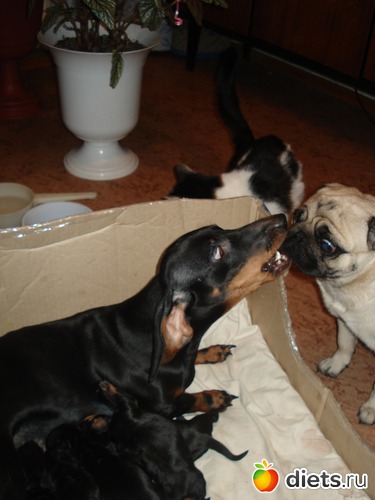 14 фото: Щеночки,детки таксы Аси.