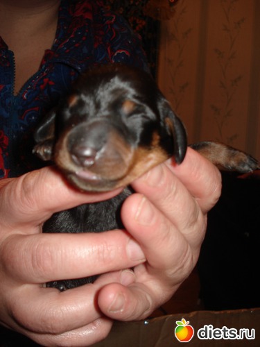 15 фото: Щеночки,детки таксы Аси.