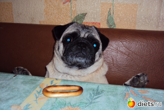 нет,не буду её есть,я на диете..., альбом: мои любимые животные