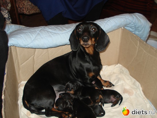 16 фото: Щеночки,детки таксы Аси.