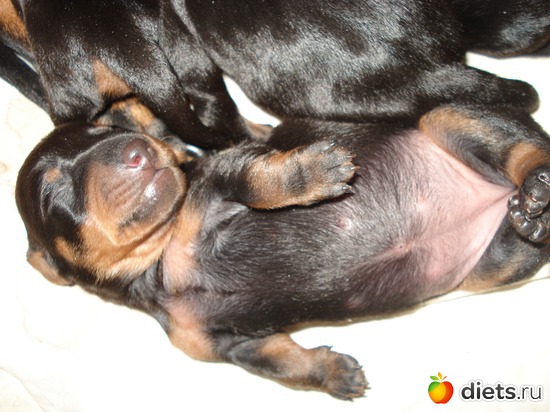 17 фото: Щеночки,детки таксы Аси.