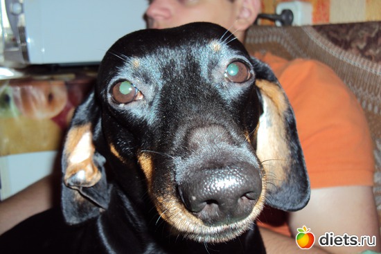 как же я тебя люблю.., альбом: мои любимые животные