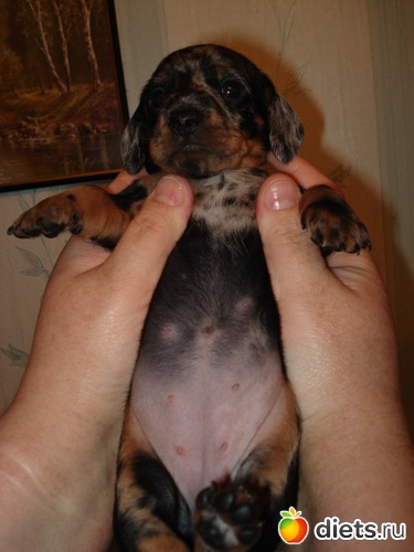 1 фото: Щеночки,детки таксы Аси.