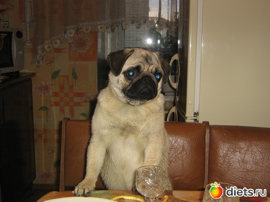 7 фото: мои любимые животные