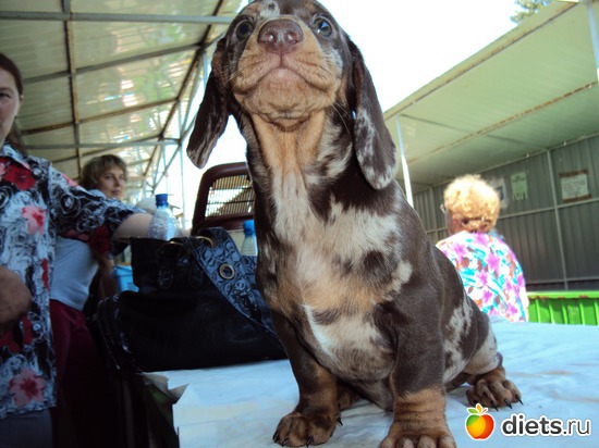 19 фото: Щеночки,детки таксы Аси.