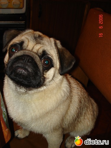 8 фото: мои любимые животные