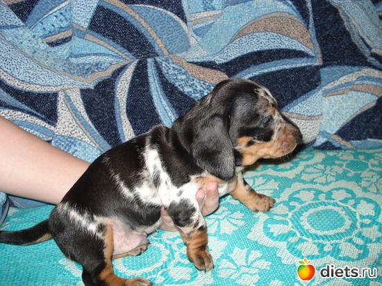 2 фото: Щеночки,детки таксы Аси.