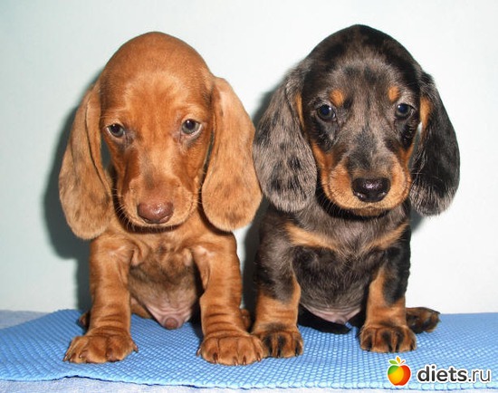 21 фото: Щеночки,детки таксы Аси.