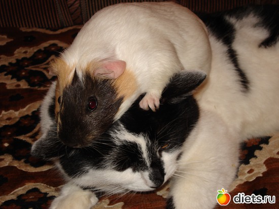 11 фото: мои любимые животные