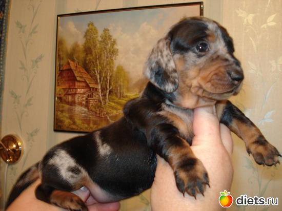 22 фото: Щеночки,детки таксы Аси.