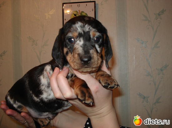 5 фото: Щеночки,детки таксы Аси.