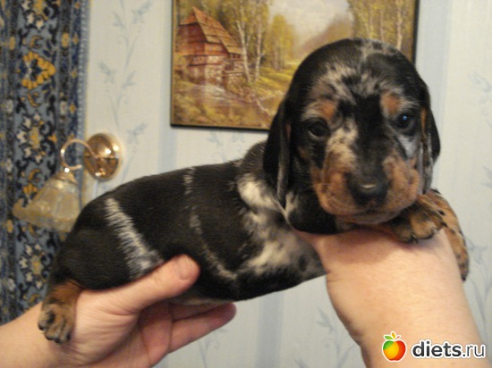 23 фото: Щеночки,детки таксы Аси.