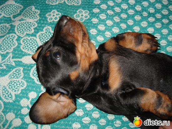 6 фото: Щеночки,детки таксы Аси.