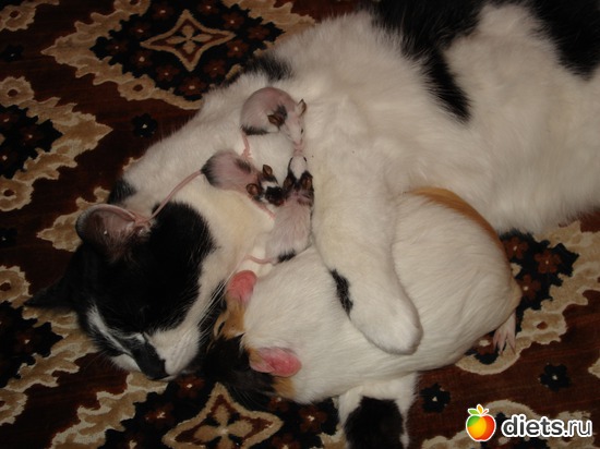 14 фото: мои любимые животные