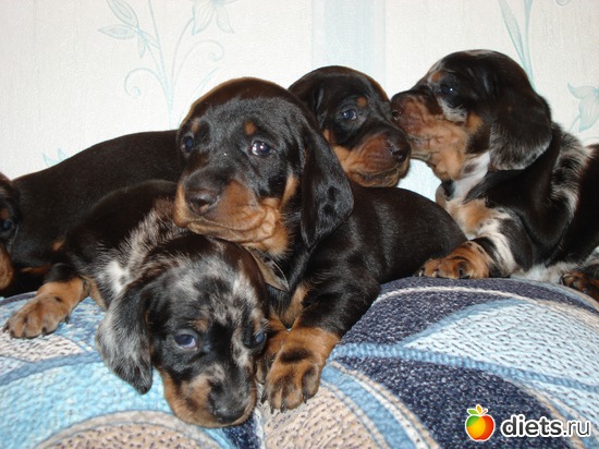 24 фото: Щеночки,детки таксы Аси.