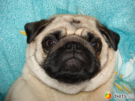 15 фото: мои любимые животные