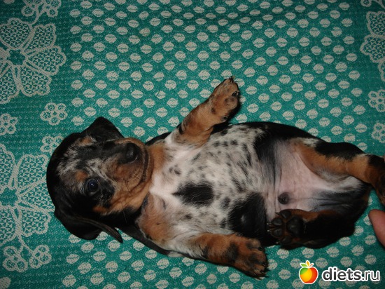 8 фото: Щеночки,детки таксы Аси.