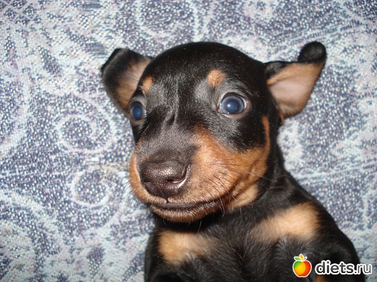 11 фото: Щеночки,детки таксы Аси.