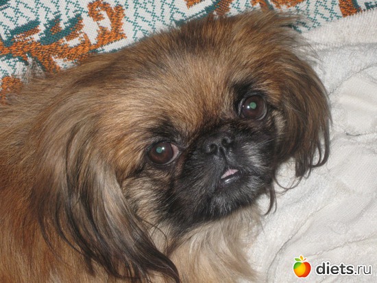 Наша любимица, альбом: Семья