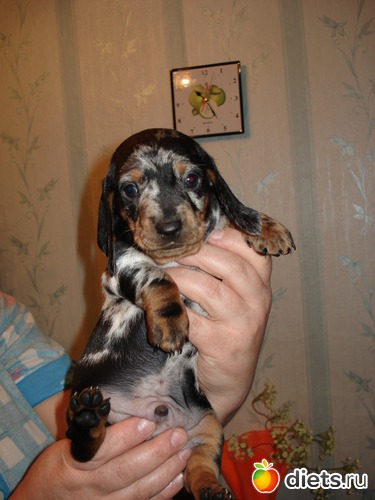 9 фото: Щеночки,детки таксы Аси.