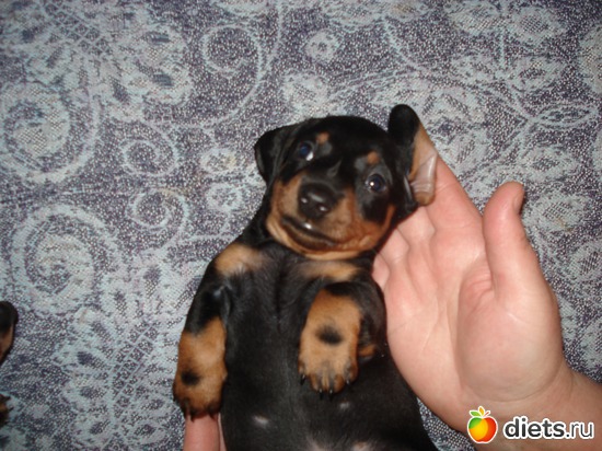 12 фото: Щеночки,детки таксы Аси.